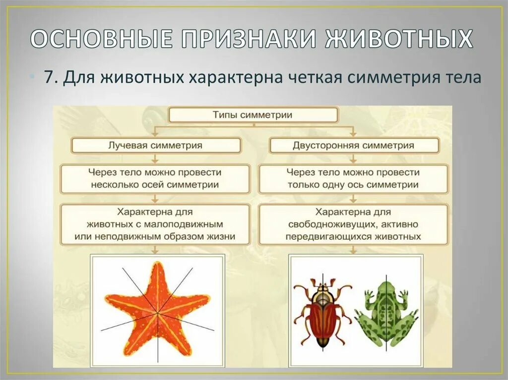 Активное передвижение не является характерной. Типы симметрии животных биология. Радиальная и лучевая симметрия тела. Типы симметрии. Симметрия тела животных.