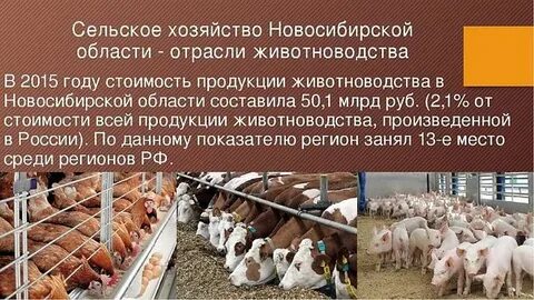 Экономика родного края новосибирск