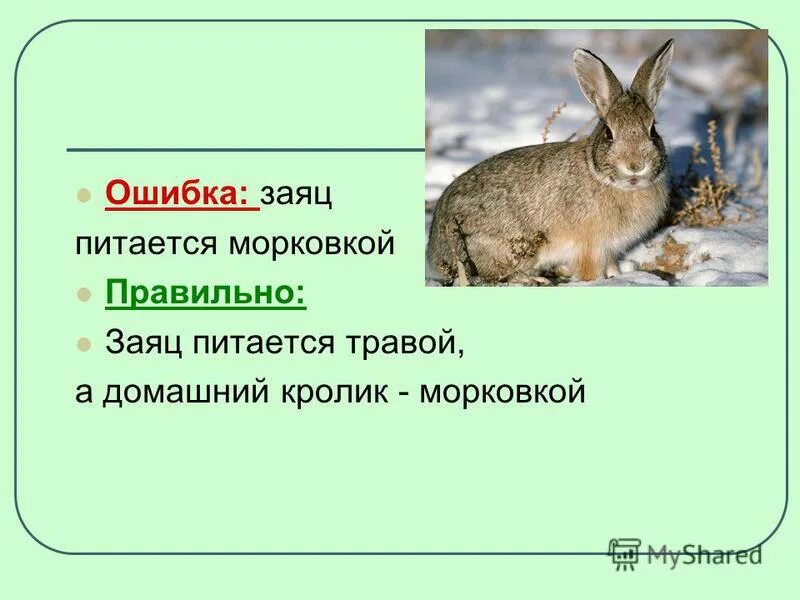 С. Сказка заяц симулянт. Рассказ о зайце зимой. Почему зайца называют косым кратко для детей. Fastboot сяоми.