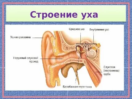 Строение уха для детей