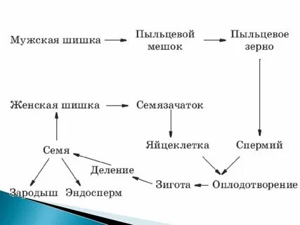 Опишите процесс размножения сосны