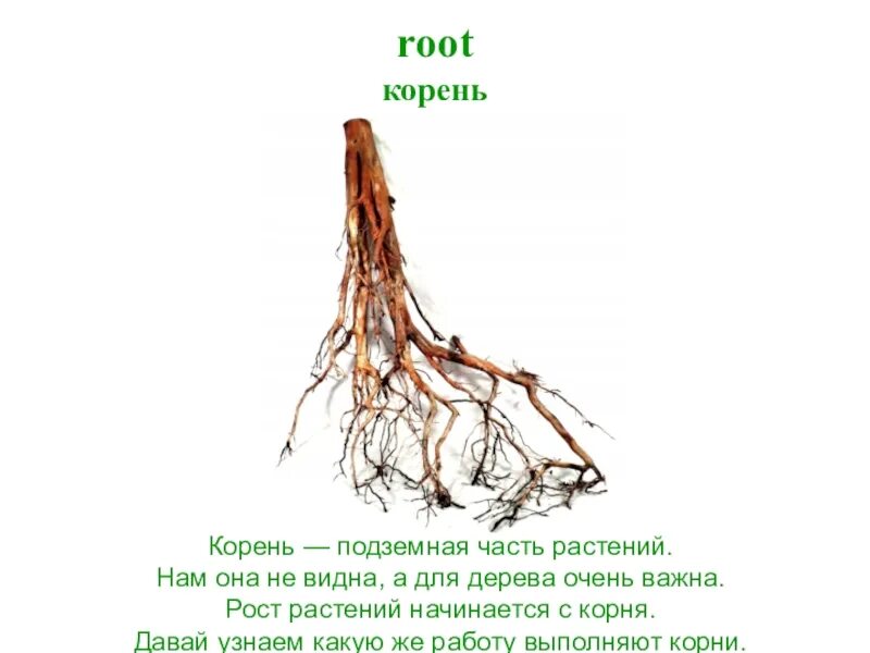 Корень ое корень. Строение сосны корневища. Строение корня дерева. Корень. Подземная часть дерева.