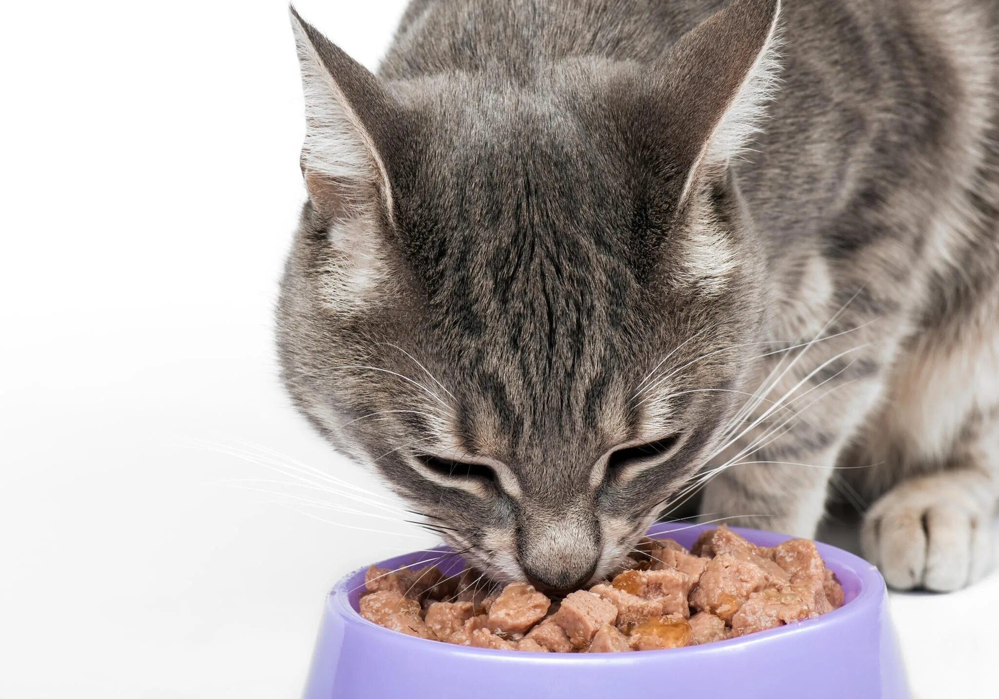 Корм для кошек. Кошка жрет корм. Корм для кошек картинки. Домашняя кошка ест. Сонник кормить кошек