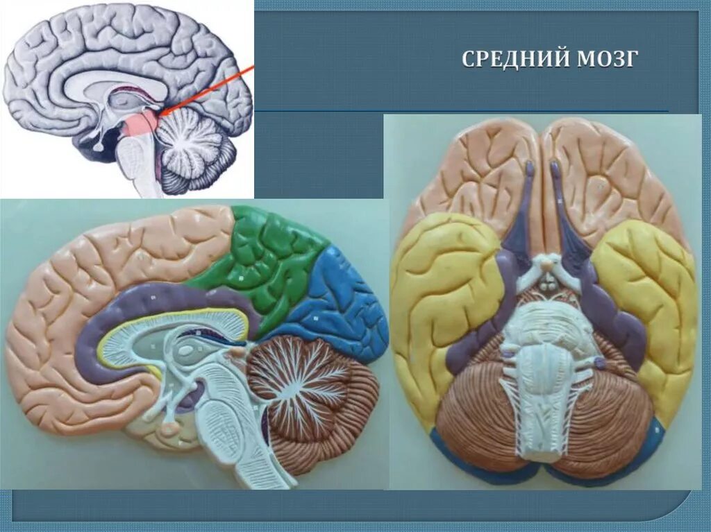 Lamina quadrigemina головной мозг. Средний мозг четверохолмие. Пластинка четверохолмия среднего мозга. Пластинка четверохолмия функции.