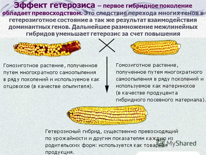 Межлинейная гибридизация