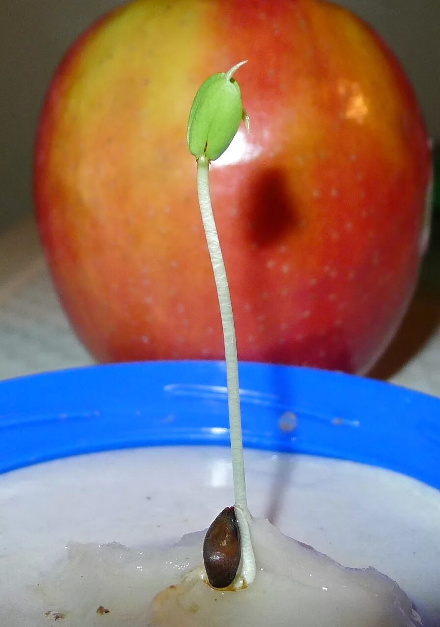 Можно ли из семечка яблока вырастить яблоню. Росток яблони из косточки. Яблоня из косточки в домашних. Яблочные косточки. Вырастить яблоню из косточки.