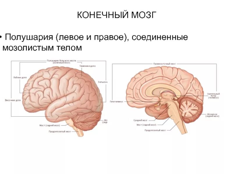 Внешнее строение конечного мозга. Структуры конечного мозга. Функции мозолистого тела головного мозга. Основные структуры конечного мозга.