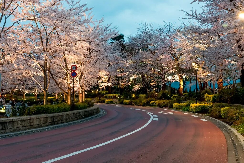 Yellow spring road япония. Токио дорога. Красивые дороги Токио. Весне дорогу!. Лісова дорога асфальт Токио.