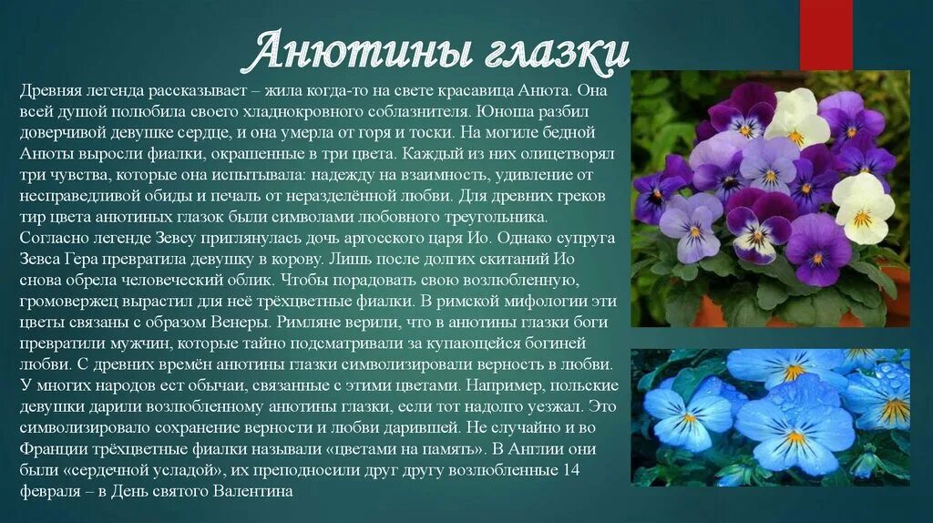 Почему название цветка