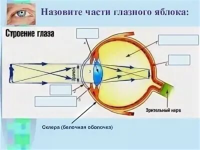 Зрительный анализатор 8 класс биология. Схема зрительного анализатора 8 класс. Строение зрительного анализатора биология 8 класс. Строение зрительного анализатора глазное яблоко. Анализаторы биология 8 класс видеоурок