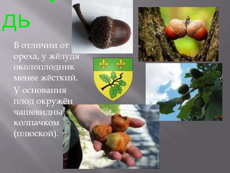 Основа плода. Желудь околоплодник. околоплодник ореха. желудь орех. желудь строение плода.
