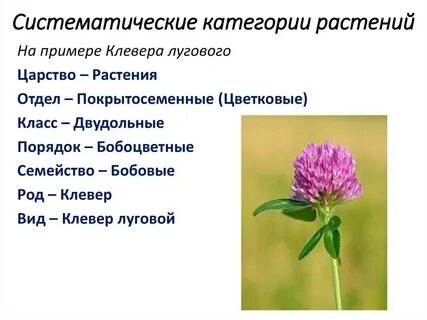 Систематическая помощь 7