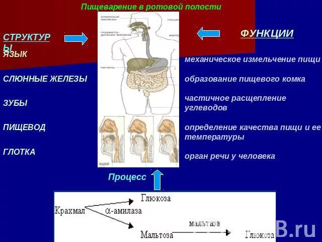 Механическое расщепление. Расщепление пищи в ротовой полости. вещества которые расщепляются в ротовой полости. углеводы расщепляются в ротовой полости. механическое измельчение пищи.