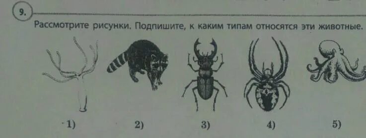 Рассмотрите рисунок и определи под каким. Рассмотрите рисунки к каким классам относятся животные. Рассмотрите изображения на картинках подпишите их. Рассмотрите рисунки определите Тип животного.