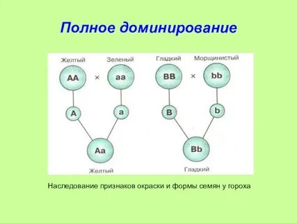 Что означает ментальное доминирование