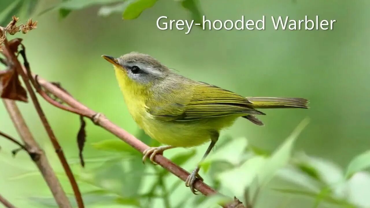Bird watcher. Бёрдвотчинг. bird watching. bird watching meaning. whistle thrush bird перевод.
