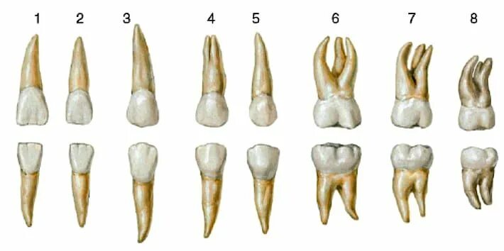 Facts About Tooth Extraction Grand Prairie, TX