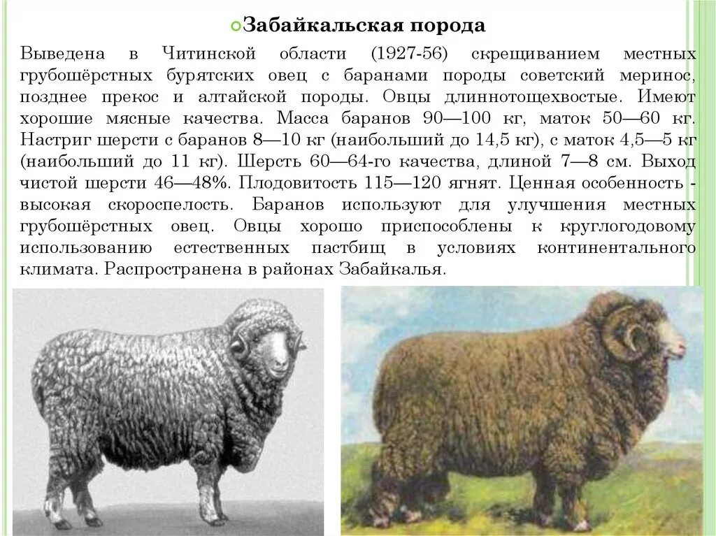 Вывести новую породу. Породы овец тонкорунные полутонкорунные грубошерстные. Овцы породы меринос. Алтайская грубошерстная порода овец. Забайкальская тонкорунная порода овец.