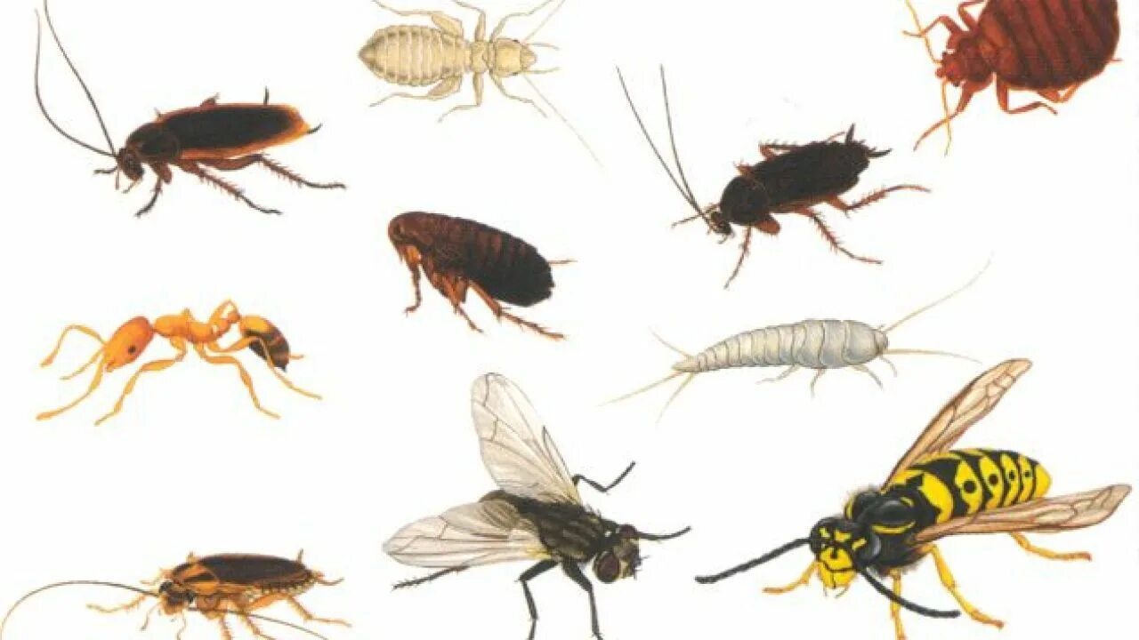 Название домашних насекомых. Бытовые насекомые вредители. Насекомые обитающие в домах. Вредные домашние насекомые.