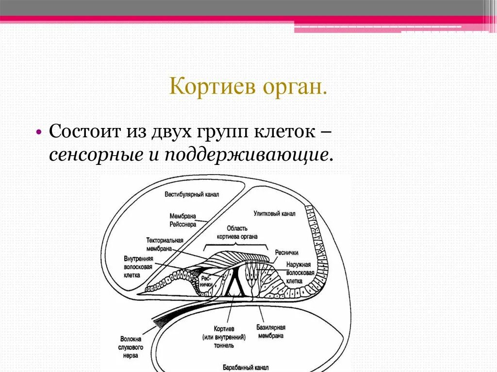 Строение уха Кортиев орган. Схема строения Кортиева органа. Слуховые рецепторы Кортиева органа. Внутреннее ухо Кортиев орган.