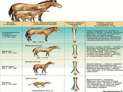 Филогенетические палеонтологические ряды