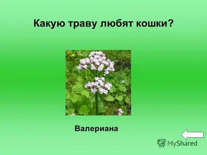 Какую траву любят
