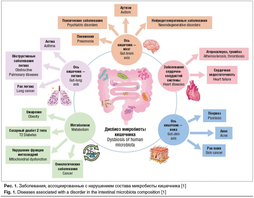 Терапевтическое взаимодействие. Микробиота кишечника картинки. Изучение патогенеза болезни. Влияние стресса на кишечную микрофлору. Diseases associated