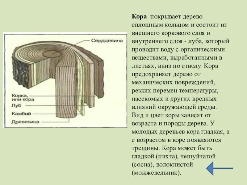 Дерево состоит из слоев