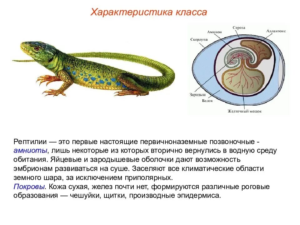 Общая характеристика класса пресмыкающихся 7 класс биология. Пресмыкающиеся 7 класс биология внешнее строение. Конспект по биологии 7 класс пресмыкающиеся или рептилии. Пресмыкающиеся 8 класс биология.