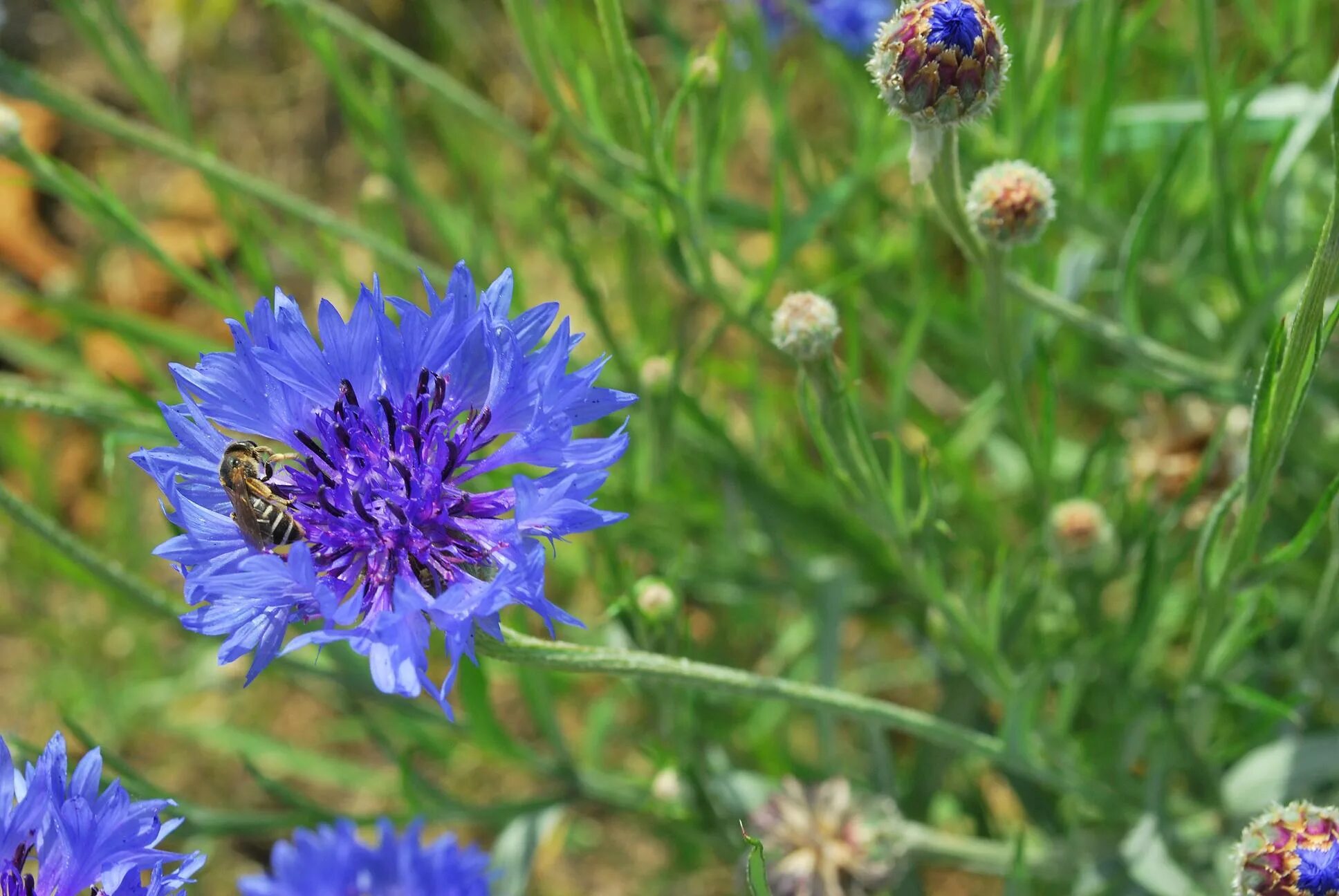 Centaurea cyanus Linn.. Centaurea squarrosa Wild. Серо васильковый. Кo‘k bo‘tako‘z (Centaurea cyanus l.).