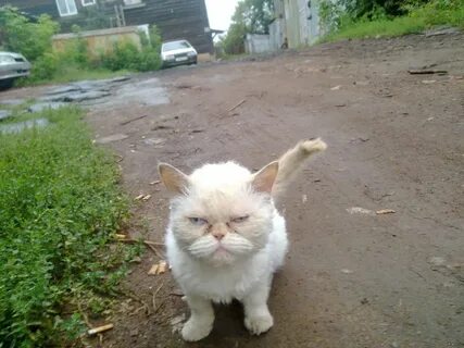 Зол бел