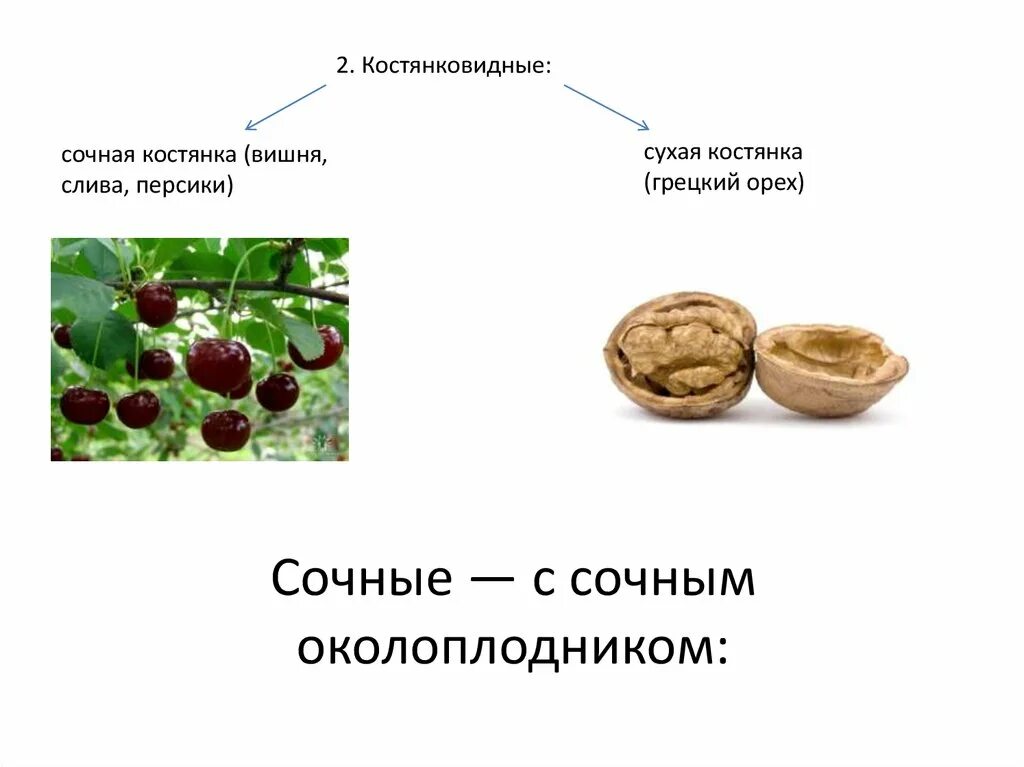 Наличие околоплодника. Околоплодник ореха. Сухая костянка плод. Костянковидные плоды. Околоплодник грецкого ореха.