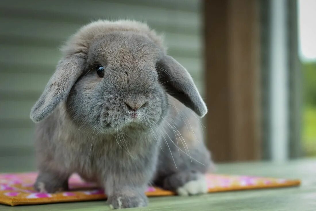 Карликовый кролик Минилоп. Вислоухий кролик Минилоп. Холланд лоп (Holland lop). Кролик вислоухий Минилоп карликовый. Минилоп кролик купить