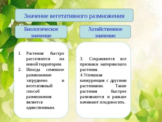 Что означает вегетативный. Роль вегетативного размножения растений в природе и жизни человека. Значение вегетативного размножения 6 класс биология. Вегетативное размножение 6 класс биология. Биологическое значение вегетативного размножения 6 класс биология.