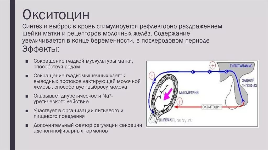 Выработка окситоцина. Регуляция секреции окситоцина. Окситоцин синтезируется в. Выделение окситоцина. Синтез окситоцина.