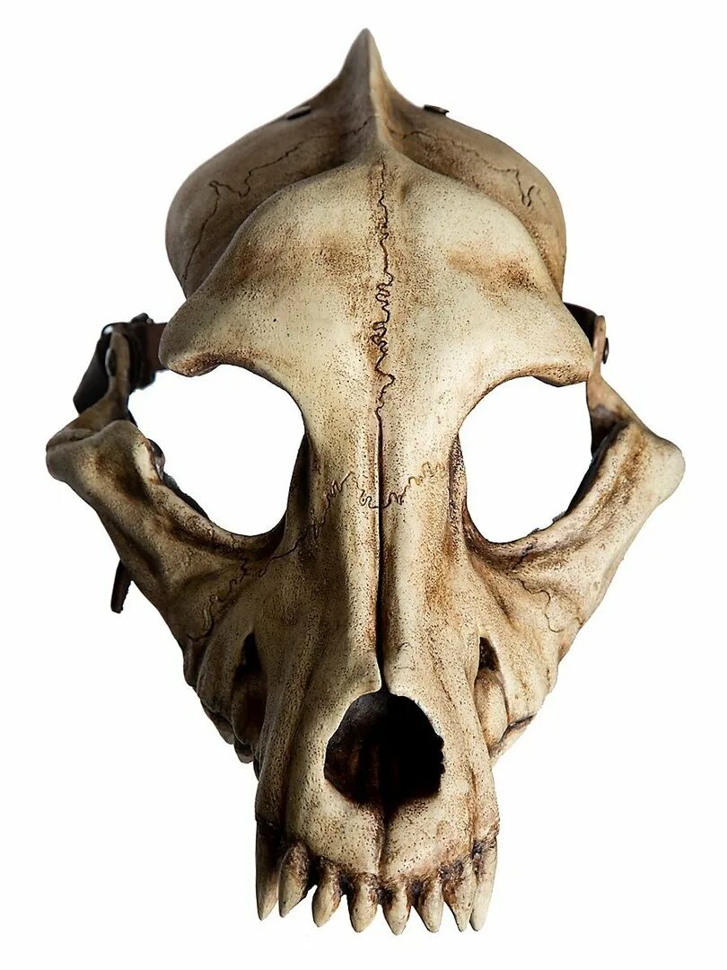 Маска череп животного. Череп собаки маска. Маска череп оленя. Маска череп животного. Маска череп оленя.