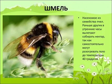 Запиши в виде предложений пчела