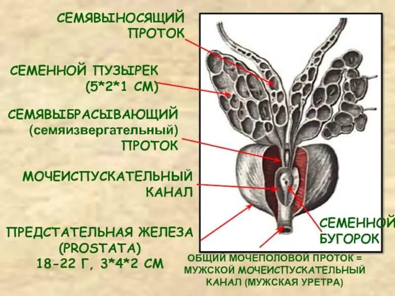 Диффузные предстательной железы. Семенные пузырьки анатомия строение. семенной холмик предстательной железы. семявыносящий проток и семенные пузырьки. семенной канатик и семявыносящий проток.