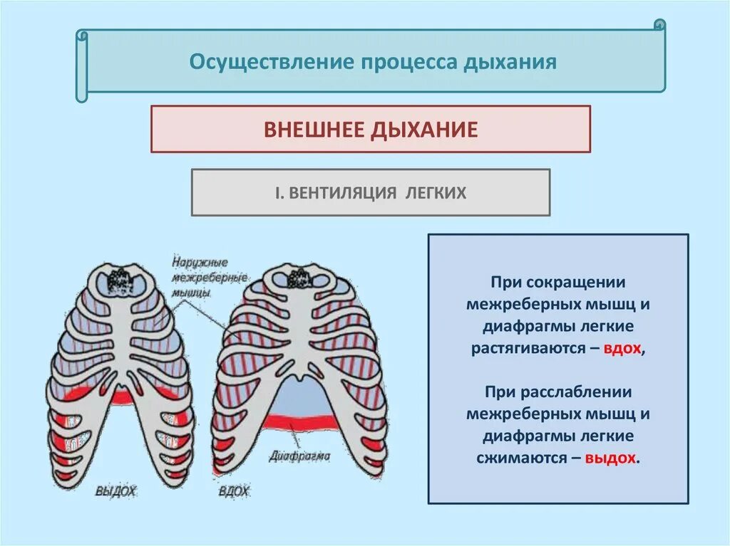 Грудная клетка при вдохе приподнимается. Дыхательные мышцы при вдохе. Межреберные мышцы дыхание. Дыхательные мышцы вдоха и выдоха. Лёгкие при выдохе.