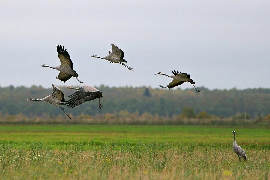 клин журавлей. вернитесь журавли. клин птиц. отлет птиц. вернитесь журавли.