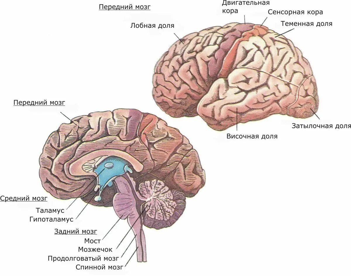 5 основных мозгов. Отделы мозга анатомия. Структура головного мозга человека. Строение человеческого головного мозга. Схема устройства центральной части мозга.