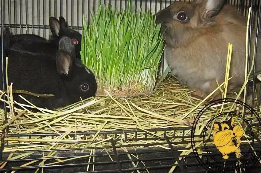 Можно давать кроликам деревья. Зелень для кролика декоративного. Трава для декоративных кроликов. Ветки для кроликов. Кролик в траве.