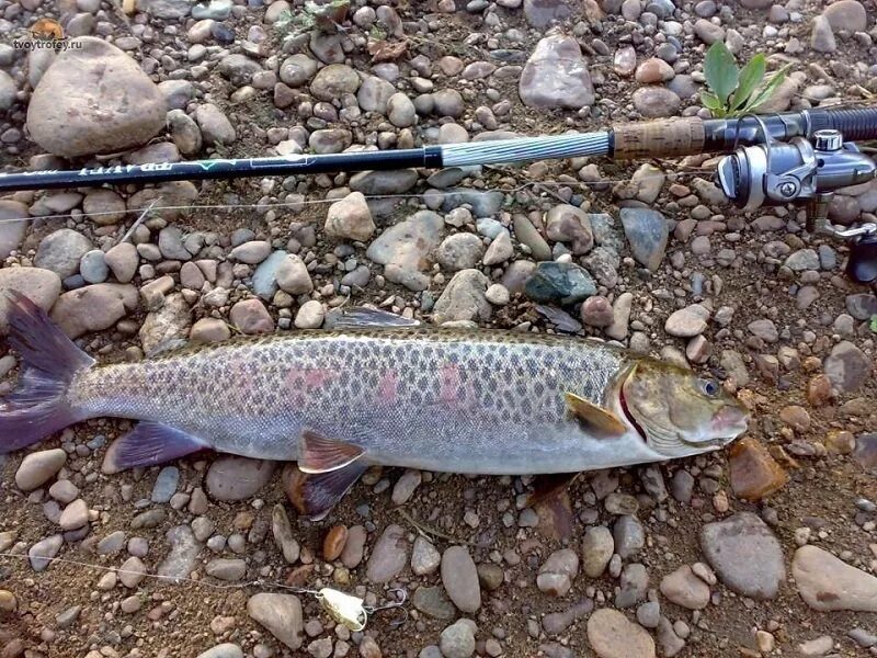 Как выглядит ленок. Шикуешь ленок. Ленок рыба приморский край фото. Ленок рыба енисее. Ленок дальневосточный.