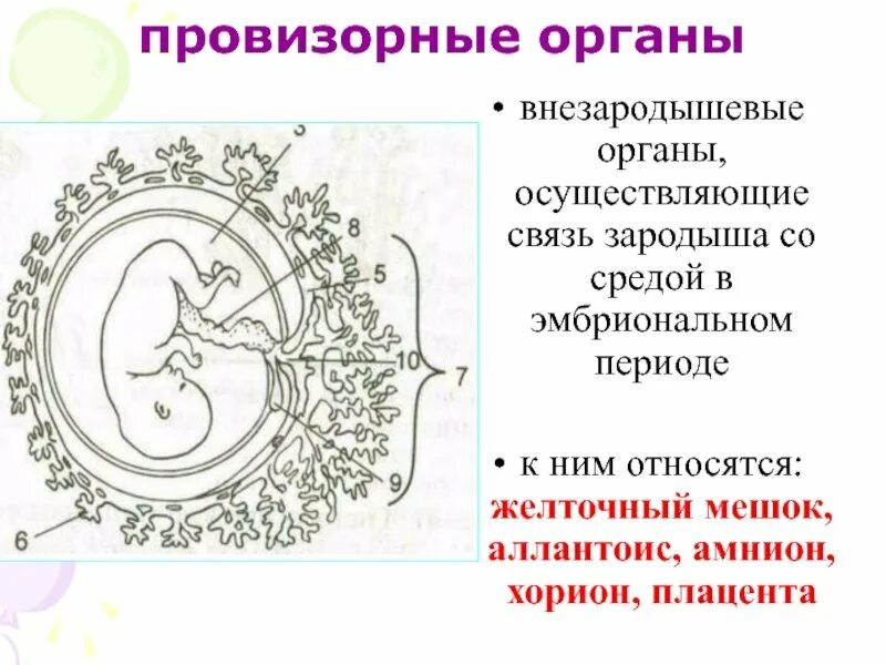 Эмбрион егэ биология. Амнион хорион аллантоис. хорион амнион желточный мешок. провизорные органы эмбриона человека.