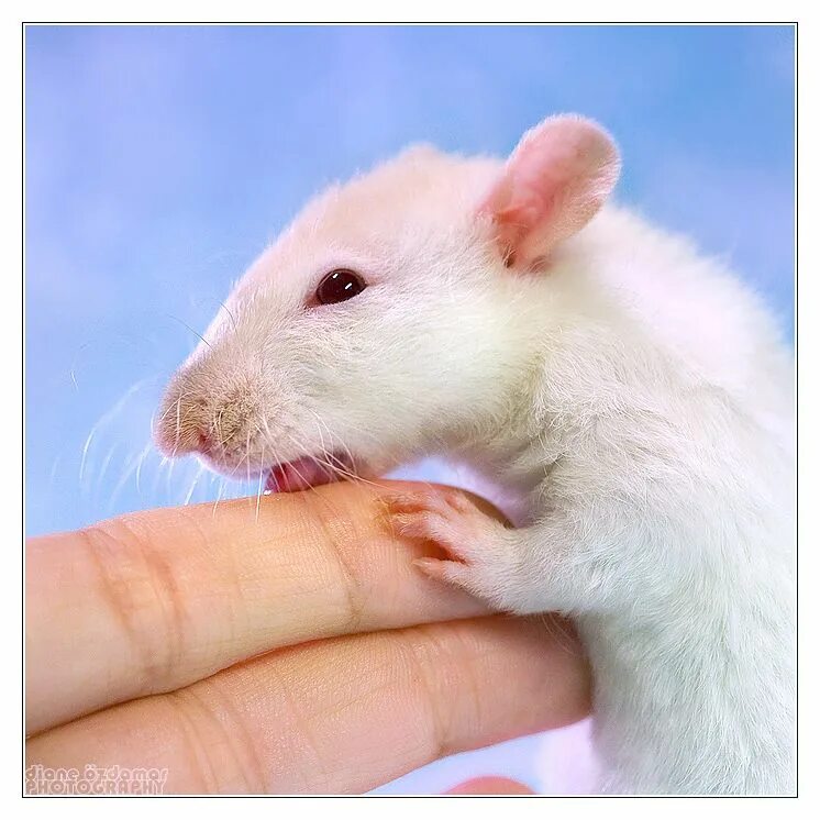 Домашние белые мыши. Белые крыски домашние. Белая мышь. Мышь домашняя белая. Милая крыса.