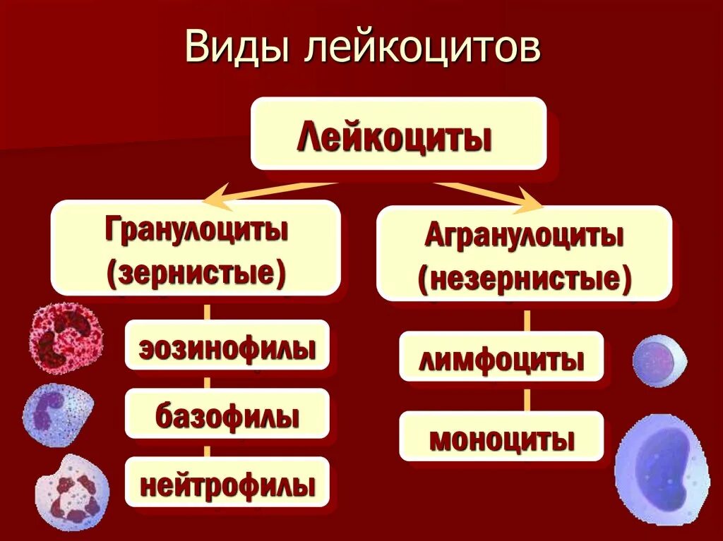 Лейкоциты группа крови. Лейкоциты в крови виды и функции. Функции отдельных видов лейкоцитов. Лейкоциты формы лейкоцитов. Клетки крови классификация лейкоциты.