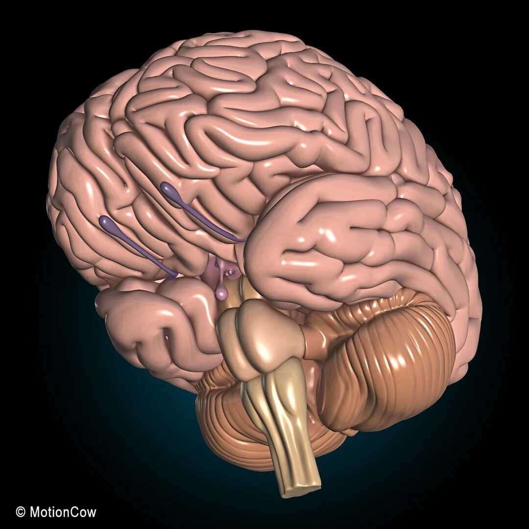 7 3 brain. Строение головного мозга 3д. Головной мозг сверху.