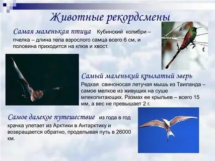 Скорость полета бабочки
