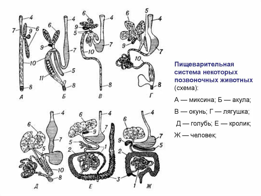 Схема строения пищеварительной системы позвоночных. Схема пищеварительной системы позвоночных животных. Эволюция систем органов животных пищеварительная система. Эволюция системы органов пищеварения позвоночных животных. Кишечник беспозвоночные