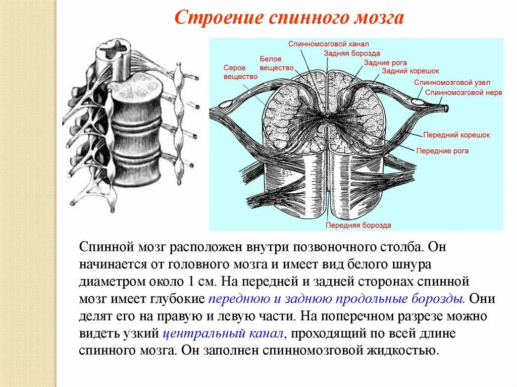 Каковы функции спинного. Строение спинного мозга. Спинной мозг анатомия. Название частей спинного мозга. Сегмент спинного мозга рисунок.